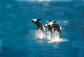 Killer Whales Jumping